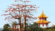 相聚云中巧传妙道 停课不停教不停学——我校线上教学正式开课