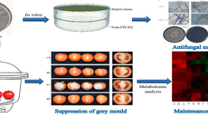 星空彩票老版本下载在“桂十味”之山豆根内生菌资源利用研究中取得新进展