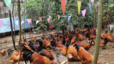 一附院东葛院区食堂开展“小鸡蛋开启消费帮扶新活力”活动